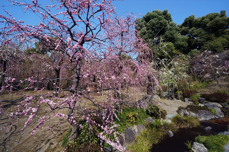 1014 洛南 城南宮_京都府