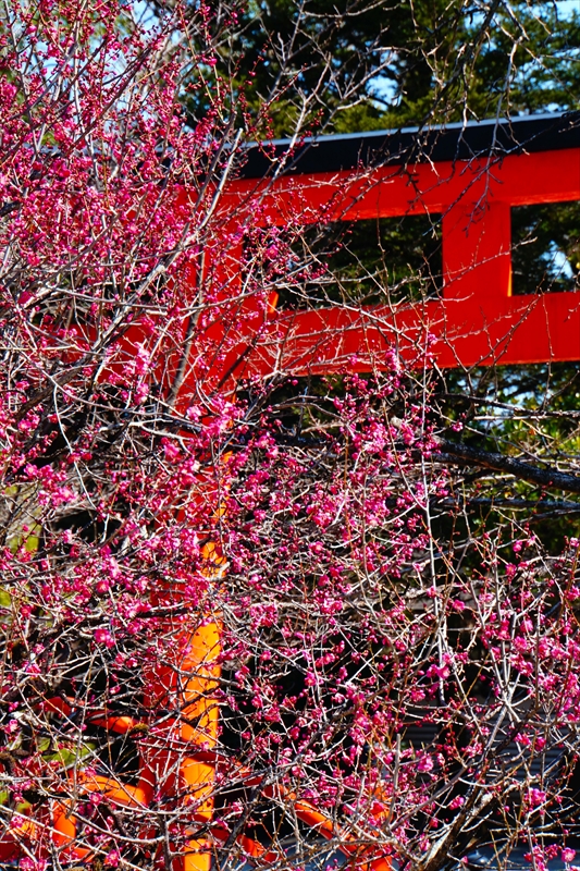 1244 洛北 賀茂御祖神社（下鴨神社）_京都府