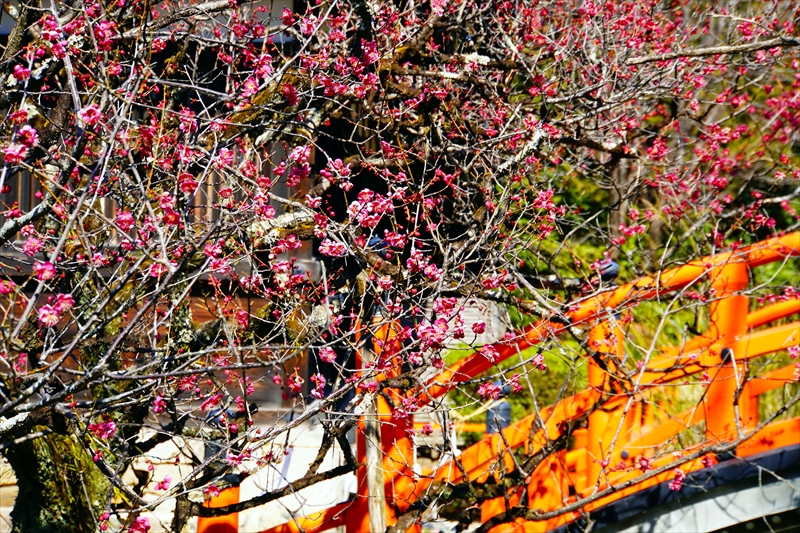 1252 洛北 賀茂御祖神社（下鴨神社）_京都府