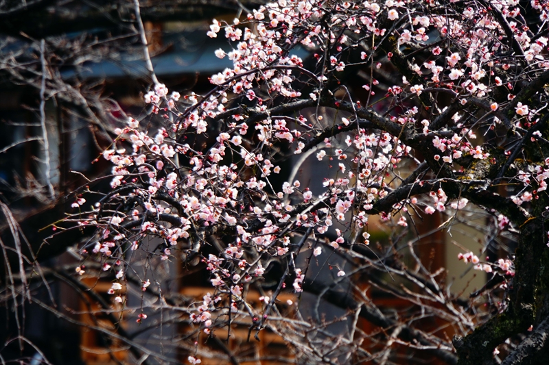 1171 洛東 祇園白川_京都府