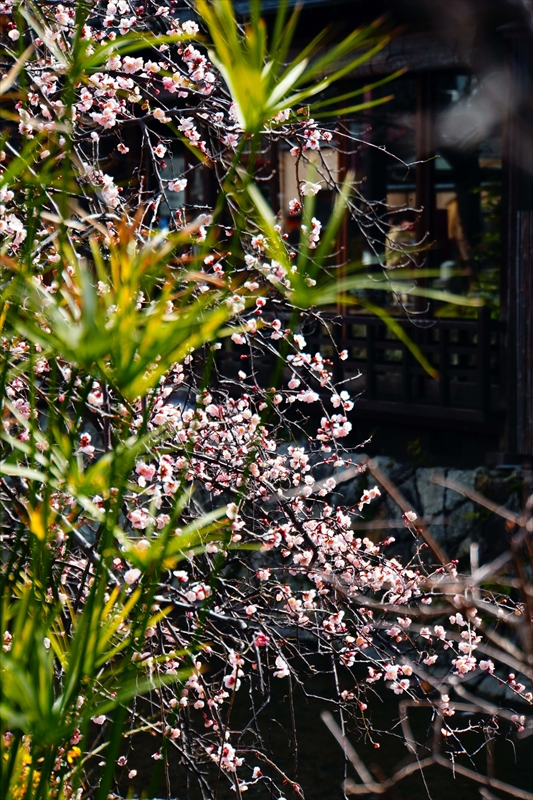 1175 洛東 祇園白川_京都府