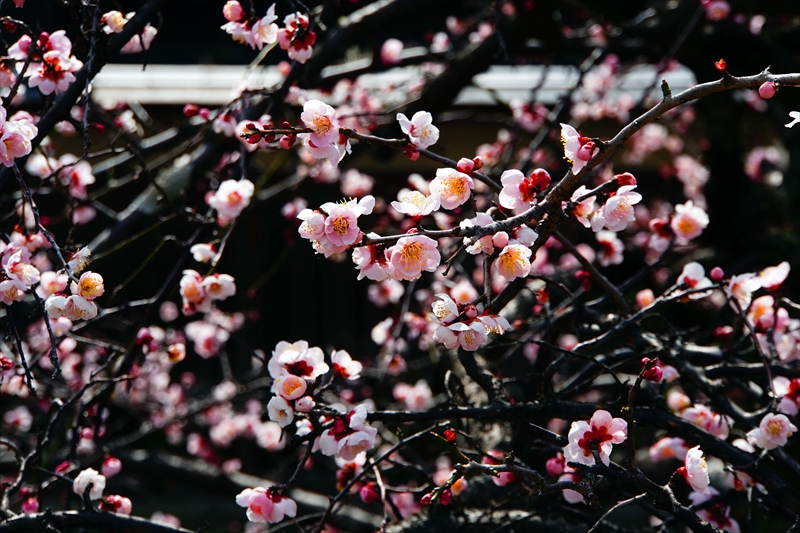 1177 洛東 祇園白川_京都府