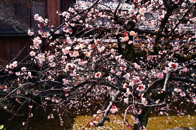 1178 洛東 祇園白川_京都府