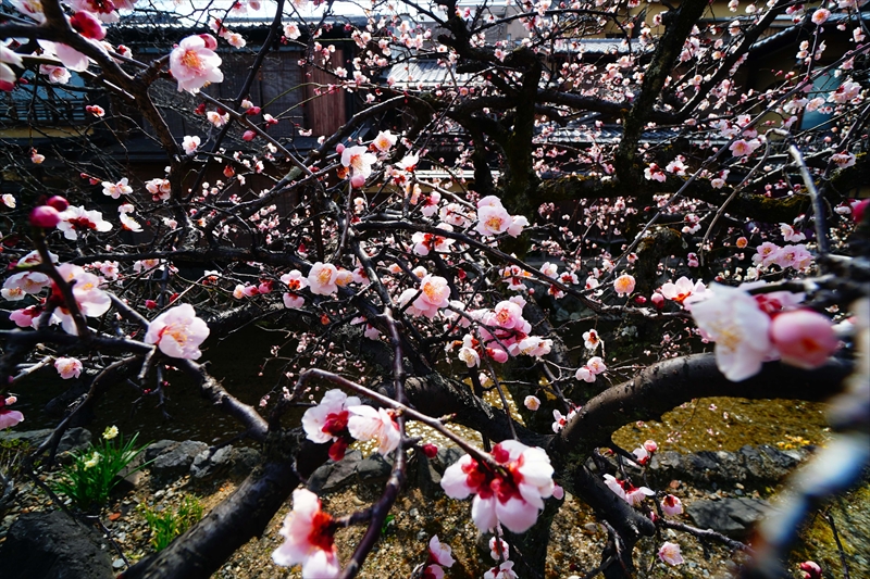 1179 洛東 祇園白川_京都府