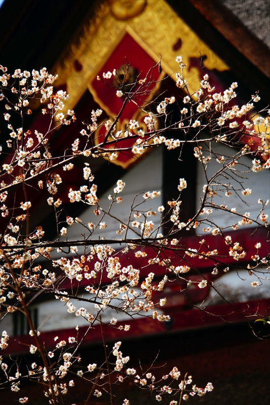 1154 洛東 八坂神社_京都府