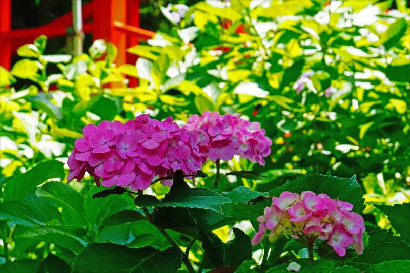 1069 洛南 藤森神社_京都府
