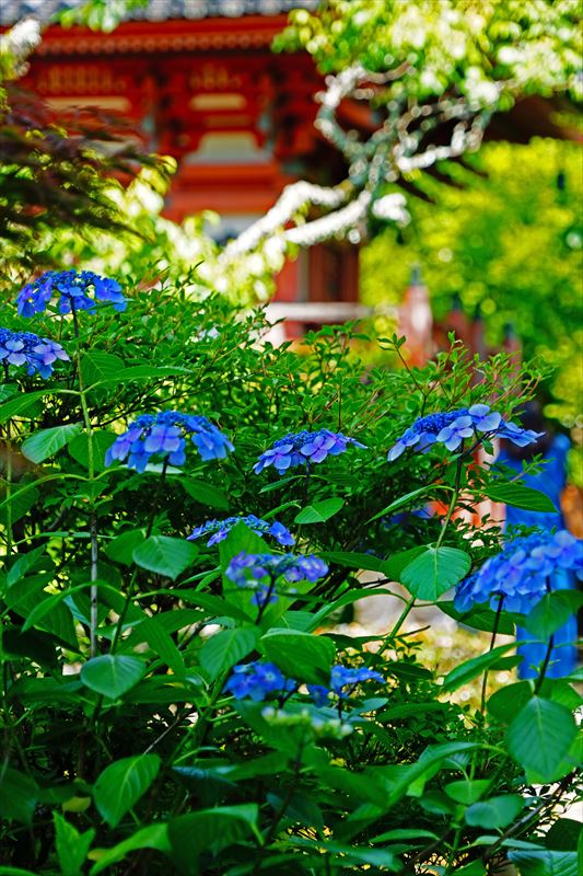 1078 洛南 三室戸寺_京都府