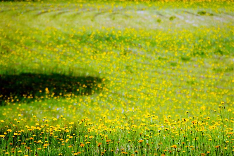 1070 芦野公園オートキャンプ場_青森県