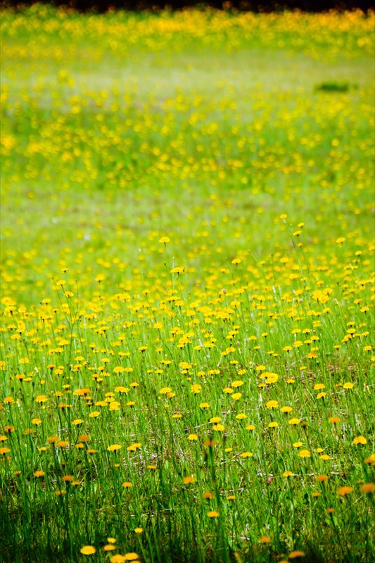 1071 芦野公園オートキャンプ場_青森県
