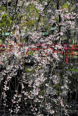 1062_三島大社_静岡