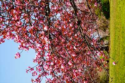 桜公園_新潟