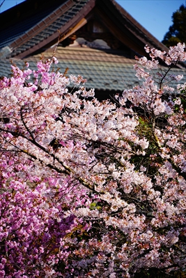 1016_大善寺_山梨