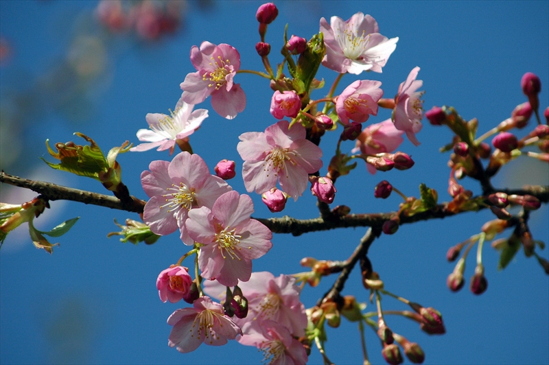 1003_下田みなみの桜_静岡