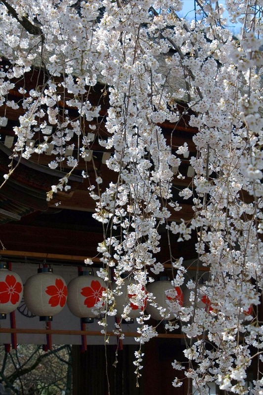 1032_洛中 平野神社_京都