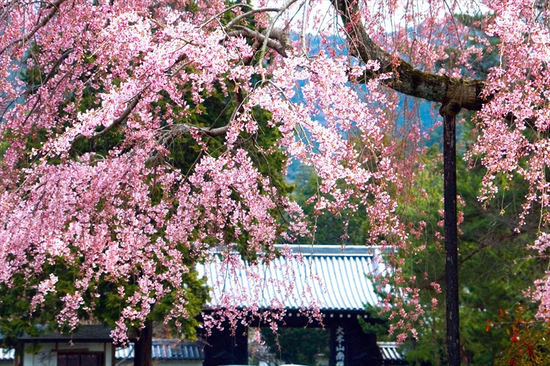 1024_洛東 南禅寺_京都