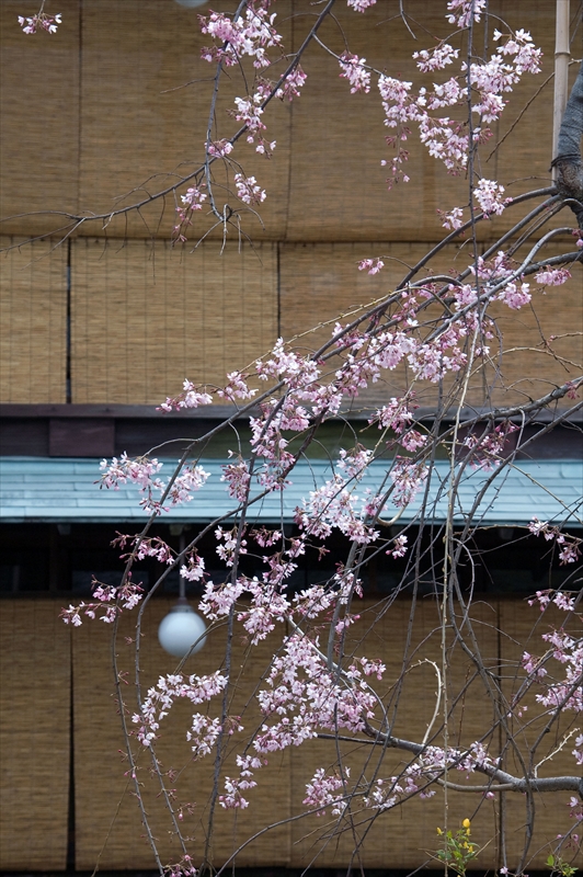 1059_洛東 祇園白川_京都