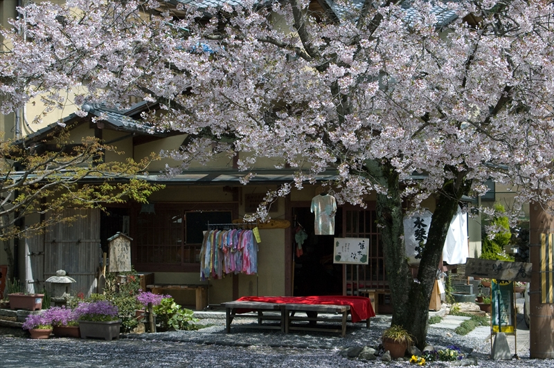 1022_洛西 嵯峨野_京都