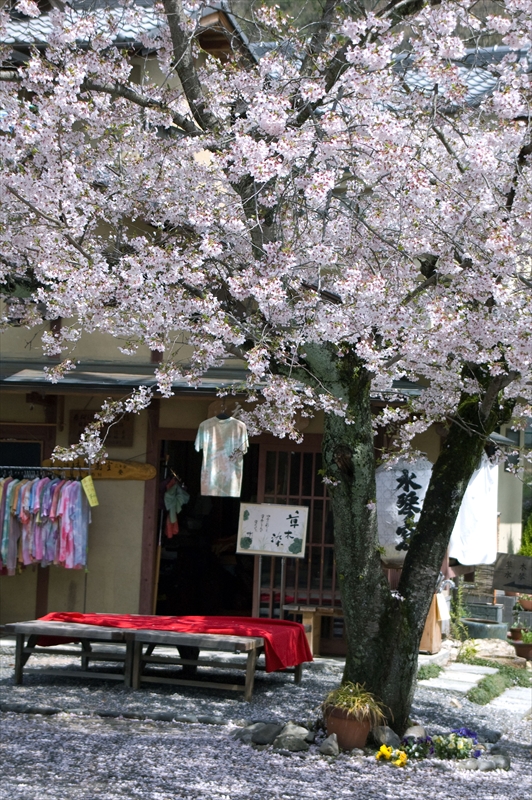 1023_洛西 嵯峨野_京都
