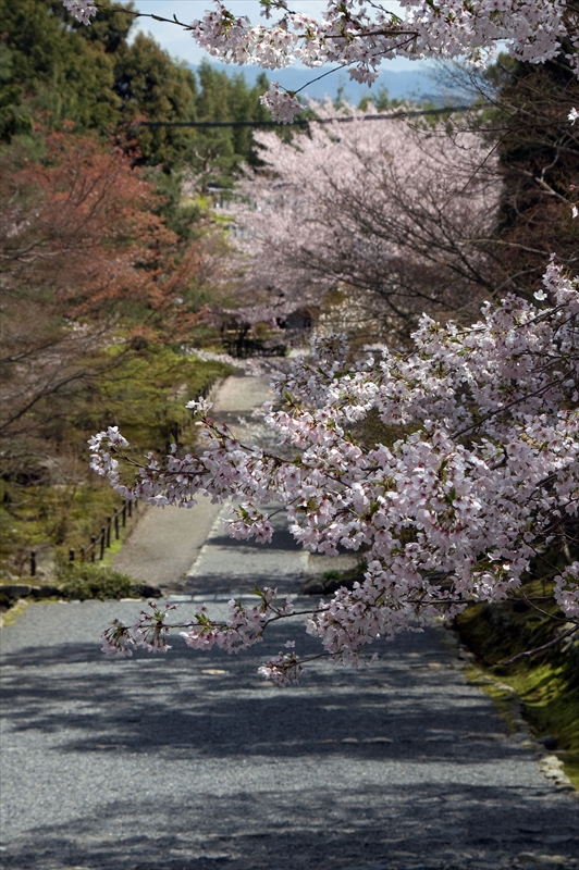 1005_洛西 二尊院_京都