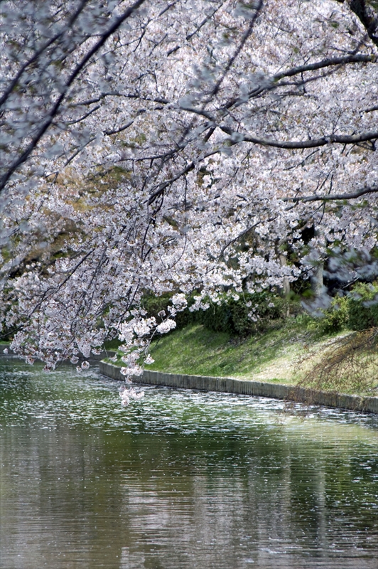 1026_洛西 大沢池_京都