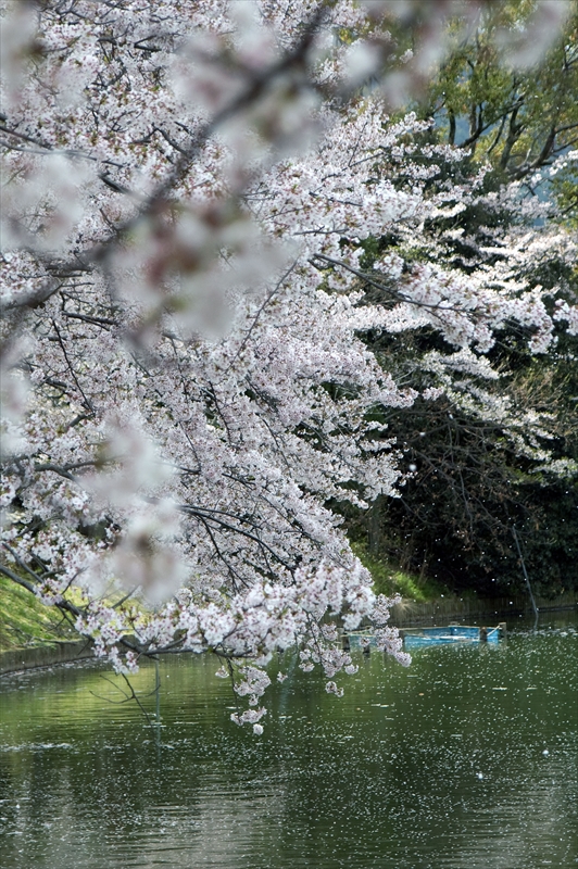 1028_洛西 大沢池_京都