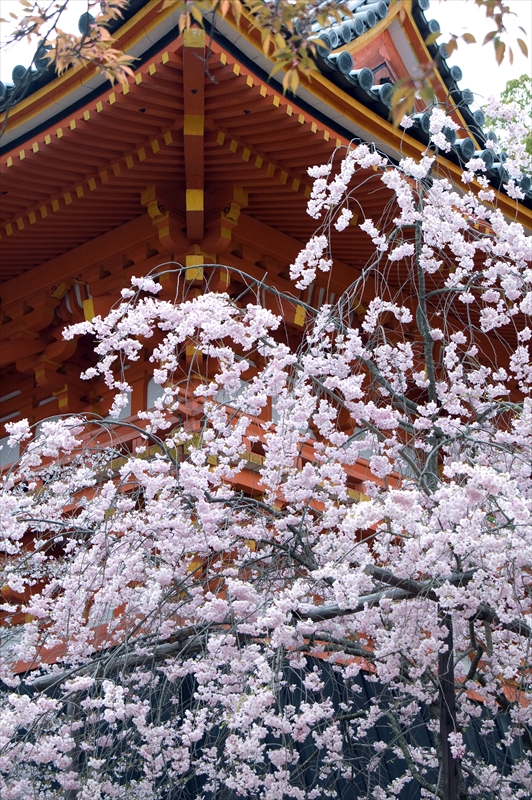 1002_洛西 仁和寺_京都