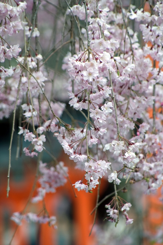 1040_洛中 平野神社_京都