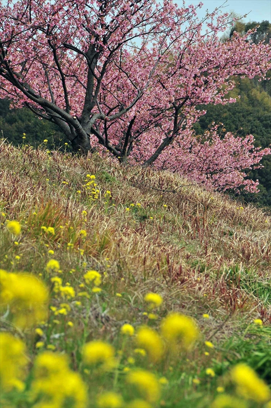 1008_下田みなみの桜_静岡