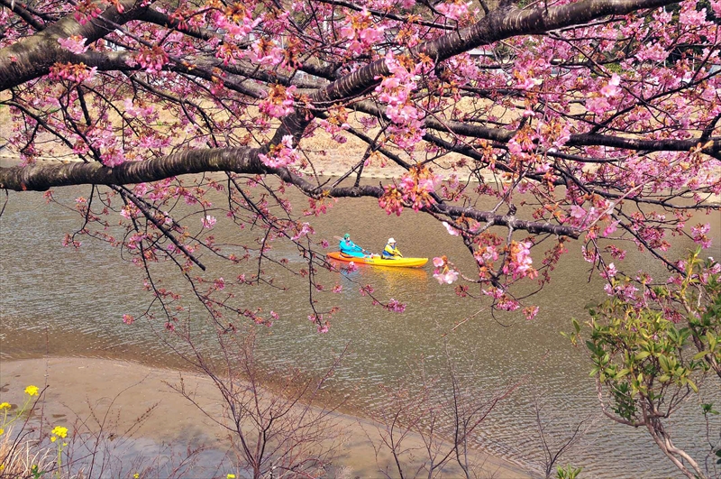 1013_下田みなみの桜_静岡