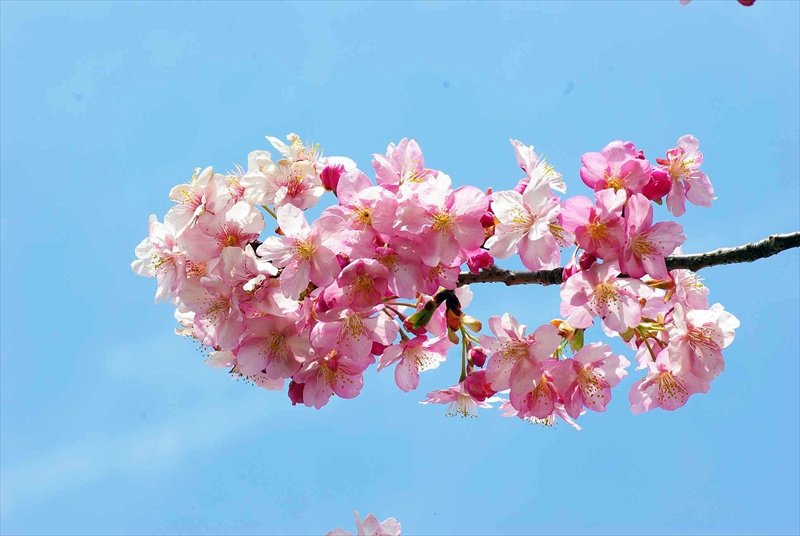 1016_下田みなみの桜_静岡