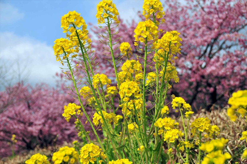 1018_下田みなみの桜_静岡