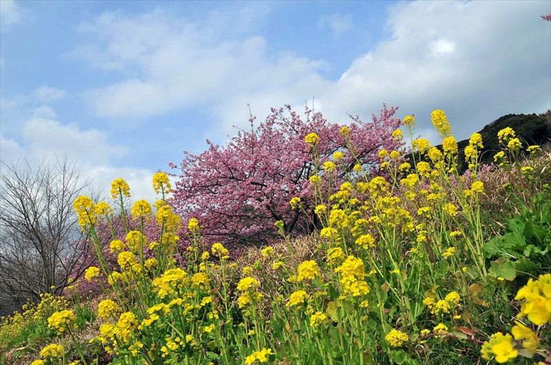 1020_下田みなみの桜_静岡