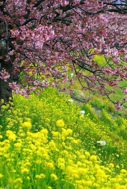1027_下田みなみの桜_静岡
