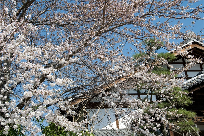 1036_小諸城址懐古園_長野