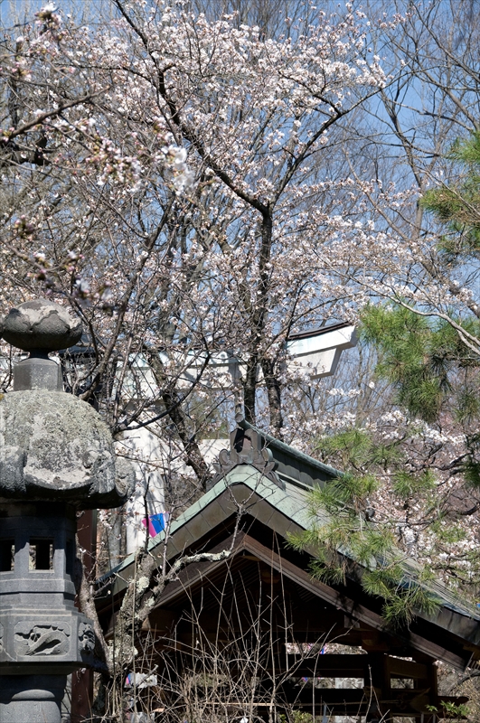 1040_小諸城址懐古園_長野