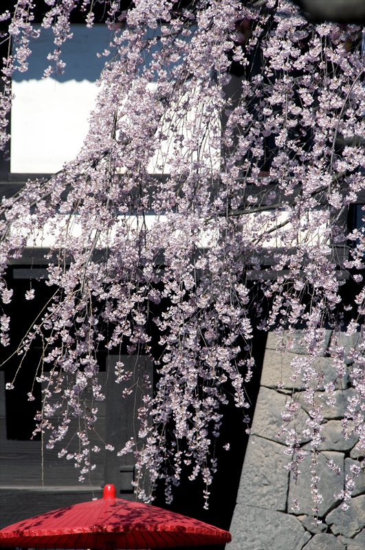 1050_小諸城址懐古園_長野