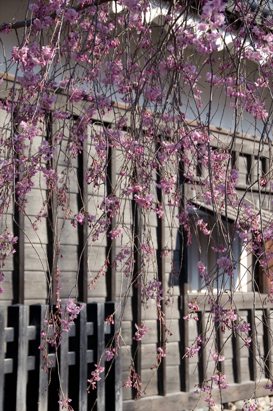 1092_上田城跡公園_長野