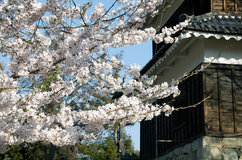 1098_上田城跡公園_長野