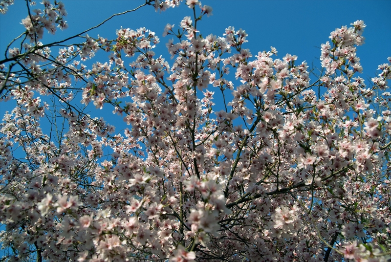 1107_上田城跡公園_長野
