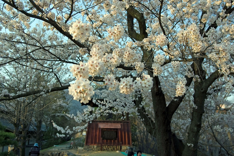 1111_上田城跡公園_長野
