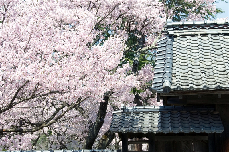 1002_高遠城址公園_長野