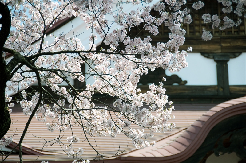 1003_高遠城址公園_長野
