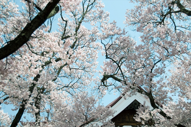1004_高遠城址公園_長野