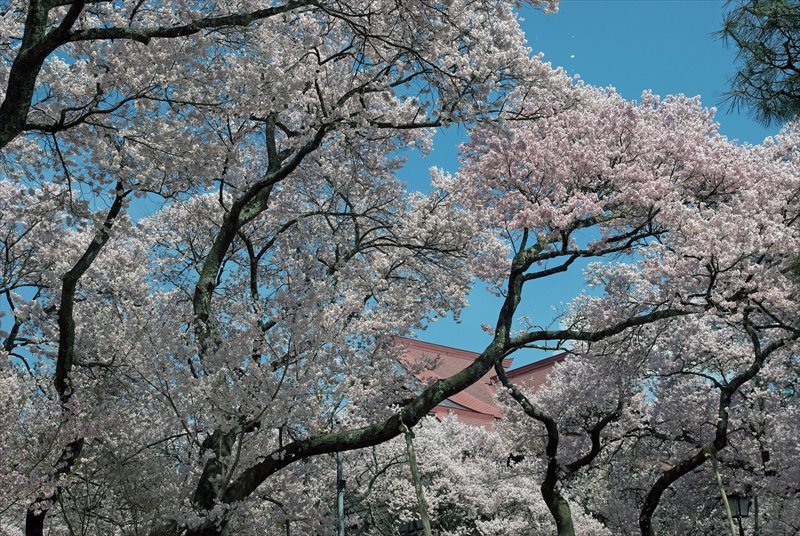 1006_高遠城址公園_長野