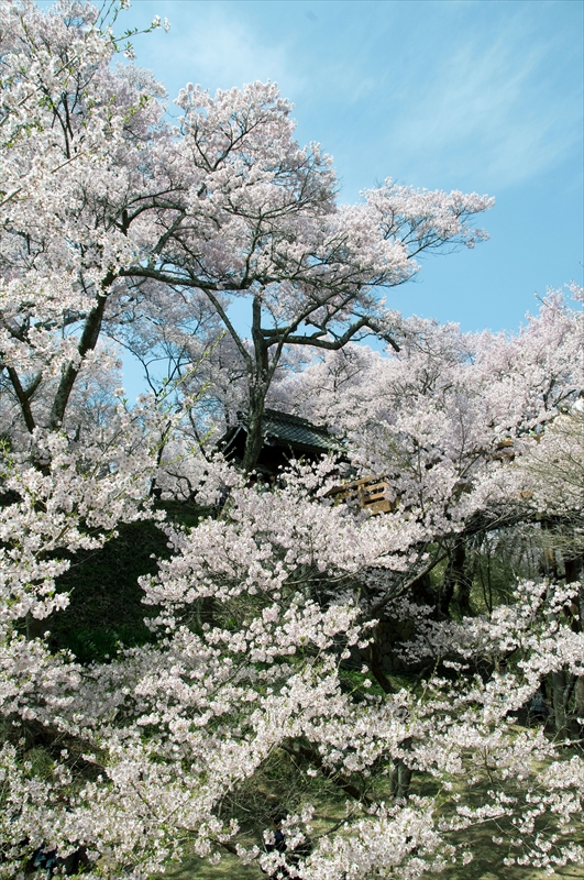 1010_高遠城址公園_長野