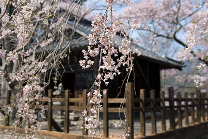 1015_高遠城址公園_長野