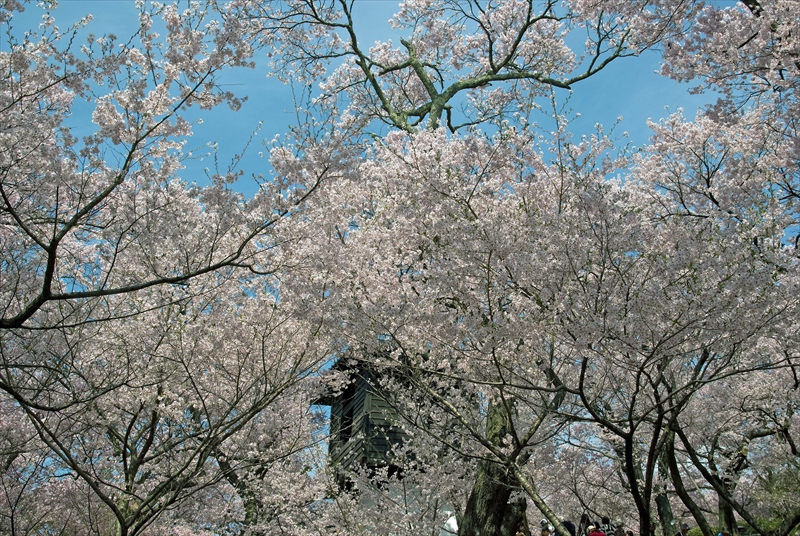 1018_高遠城址公園_長野