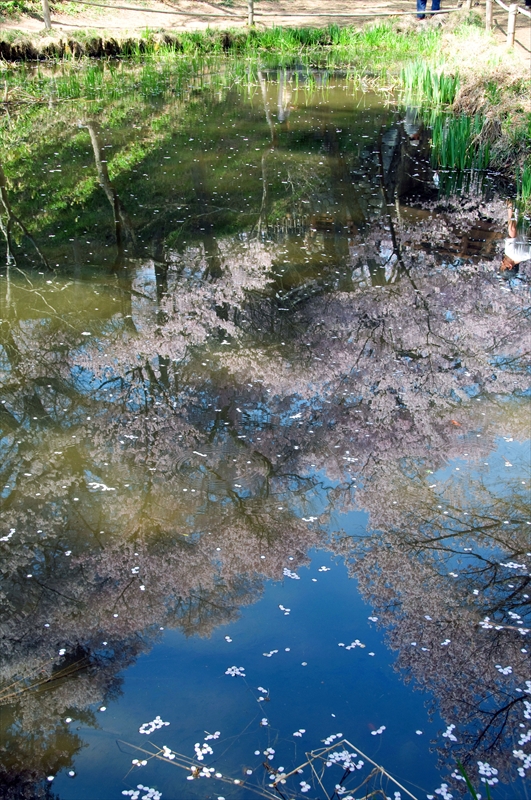1021_高遠城址公園_長野