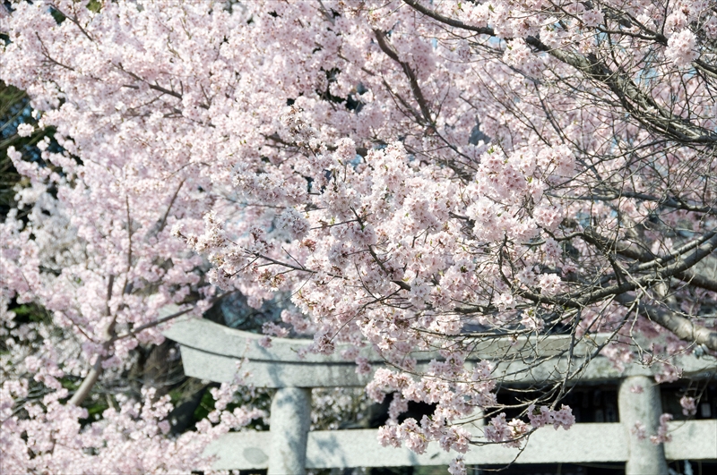 1026_高遠城址公園_長野