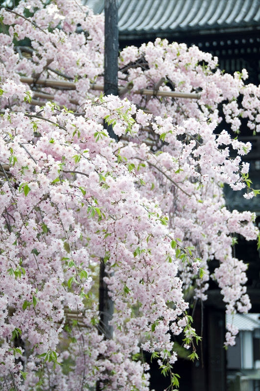 1011_洛西 清凉寺_京都
